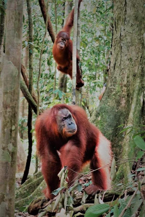 Bukit Lawang Exterior foto