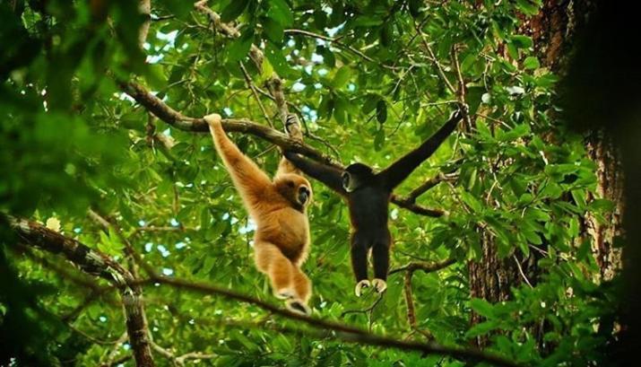 Bukit Lawang Exterior foto