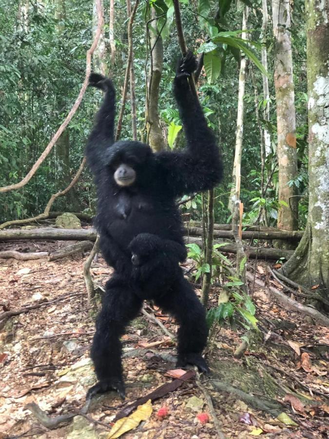 Bukit Lawang Exterior foto