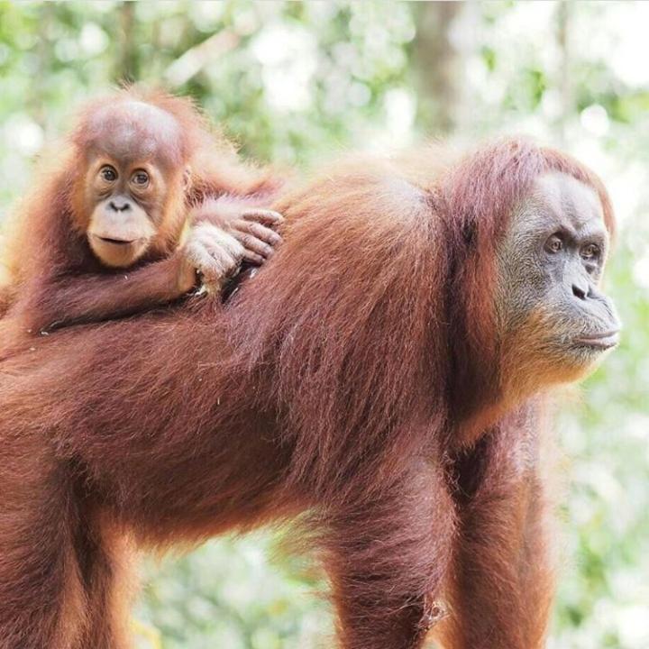 Bukit Lawang Exterior foto