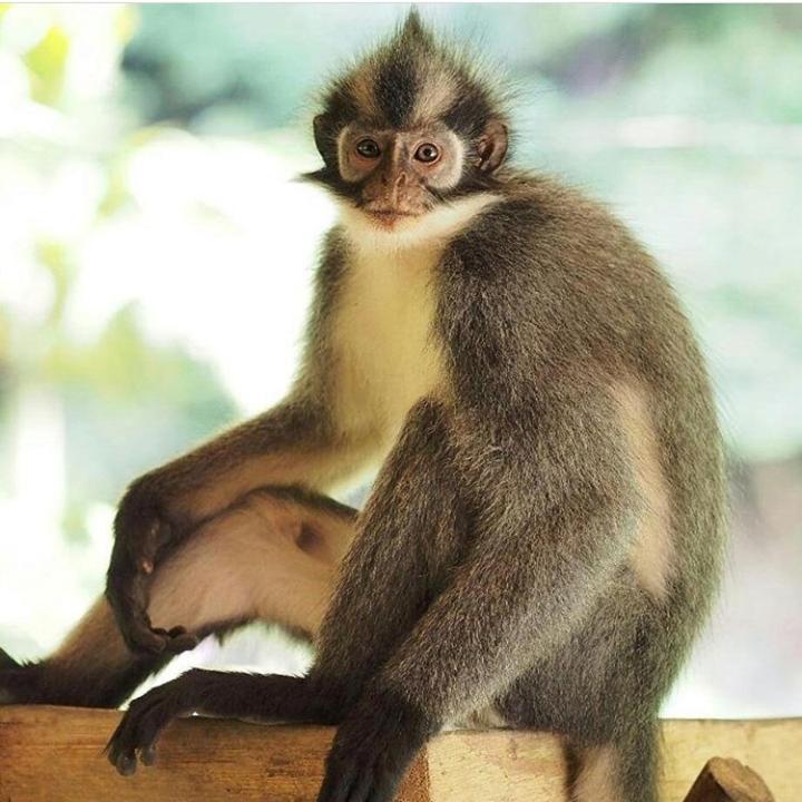 Bukit Lawang Exterior foto