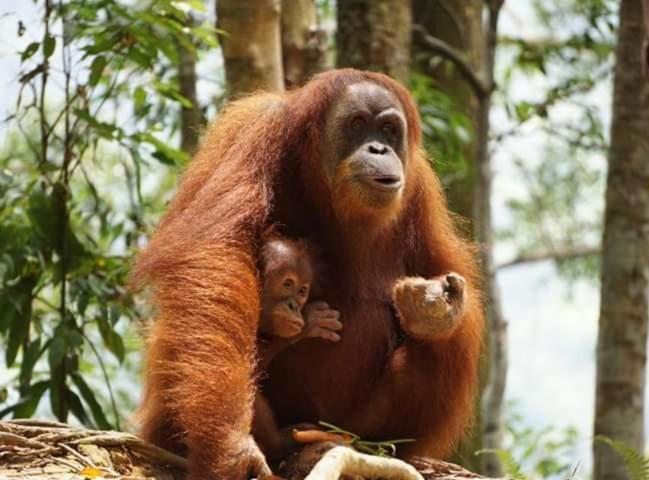 Bukit Lawang Exterior foto